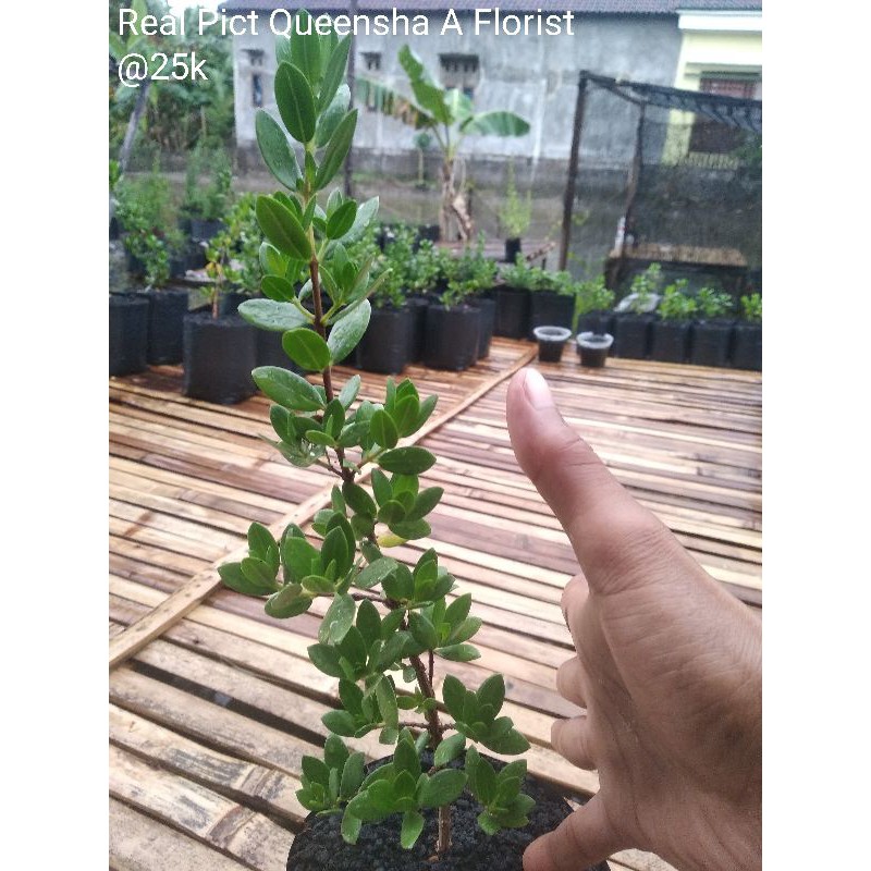 Bibit Bonsai Santigi Mawar Super ±30cm