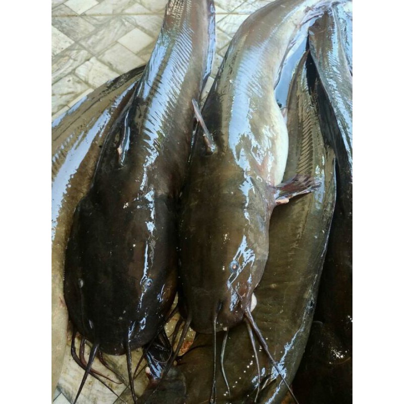 Ikan Sembilang Shopee Indonesia