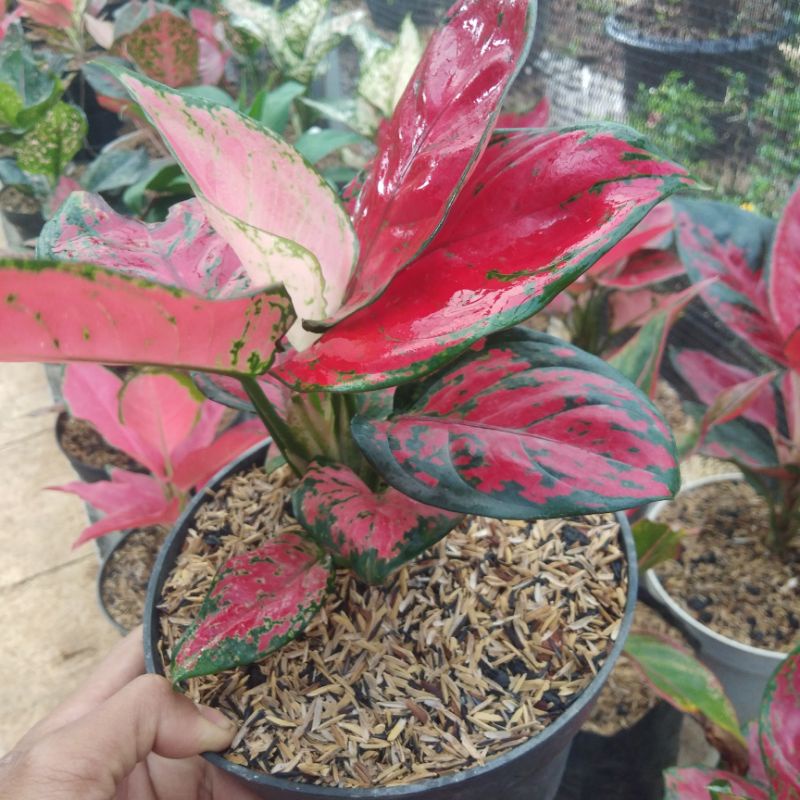Aglaonema Red Anjamani