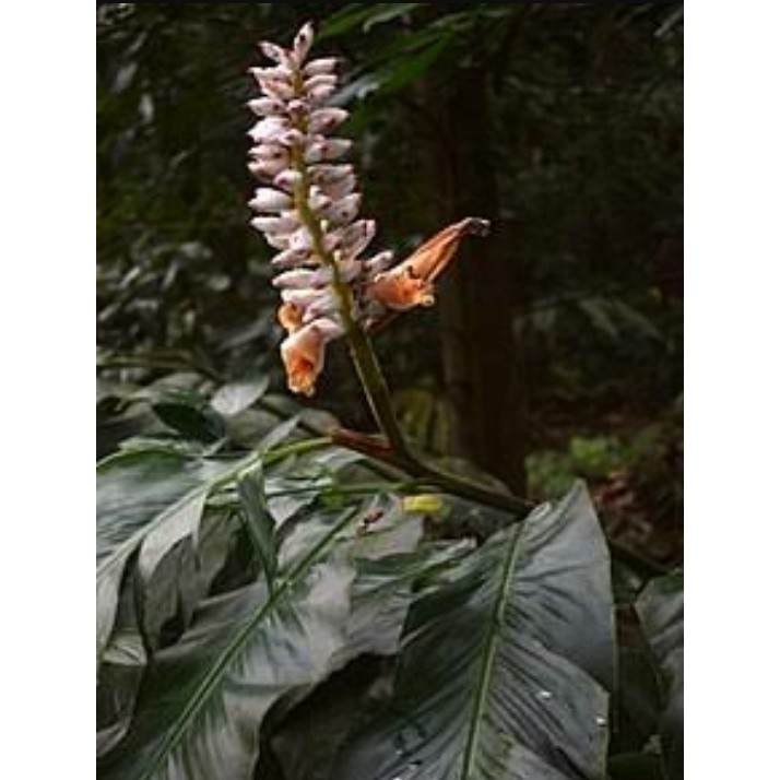 

Daun laja gowah Lengkuas Melaka Alpinia Malaccenesis