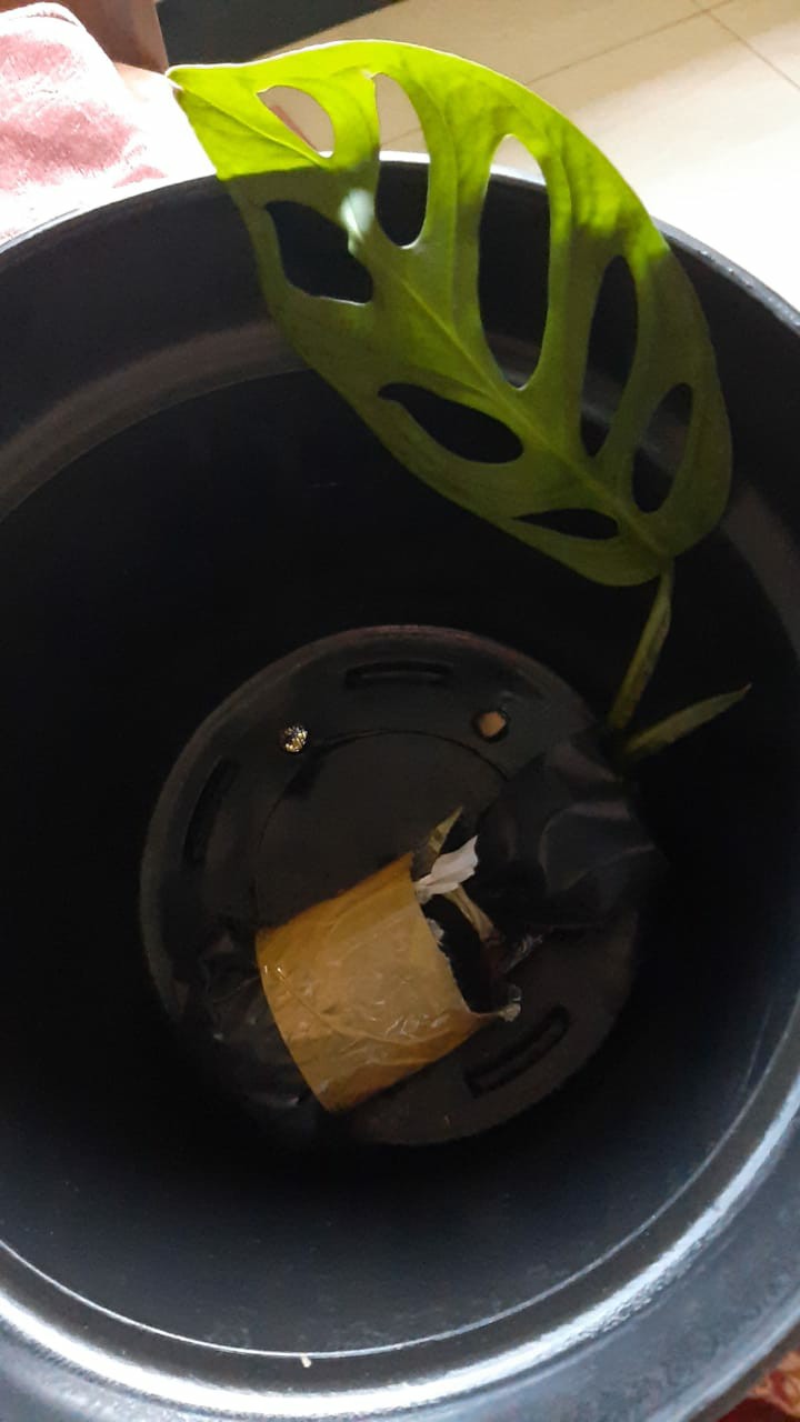 Janda Bolong Tanaman Hias Janda Bolong Bibit Monstera Obliqua Janda Bolong Murah