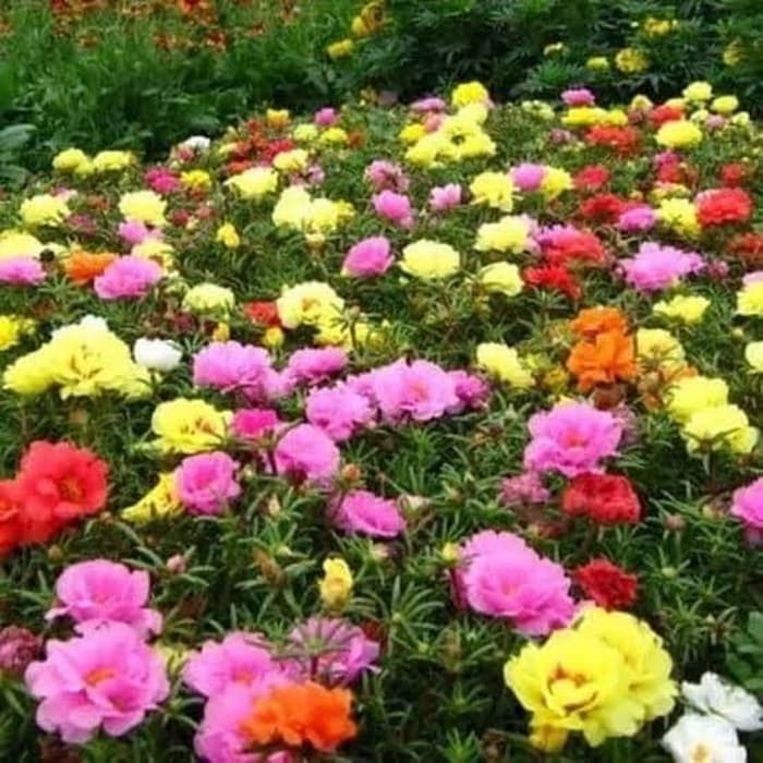 Bisa COD Sutra Bombay CAMPUR (isi 7 Batang) BIBIT Stek TANAMAN BUNGA KROKOT Warna Warni Mossrose Por