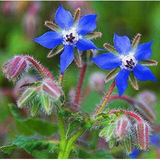 Benih Bibit Biji - Borage Edible Flower Herb Seeds - IMPORT