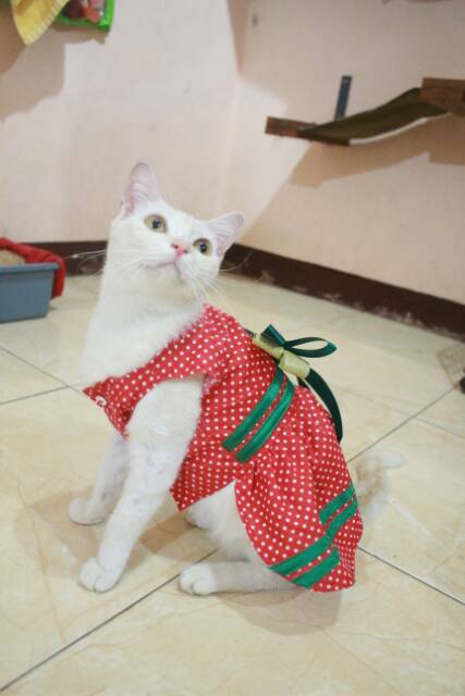 Dress red polkadot stroberry lucu untuk kucing dan anjing size S M L XL