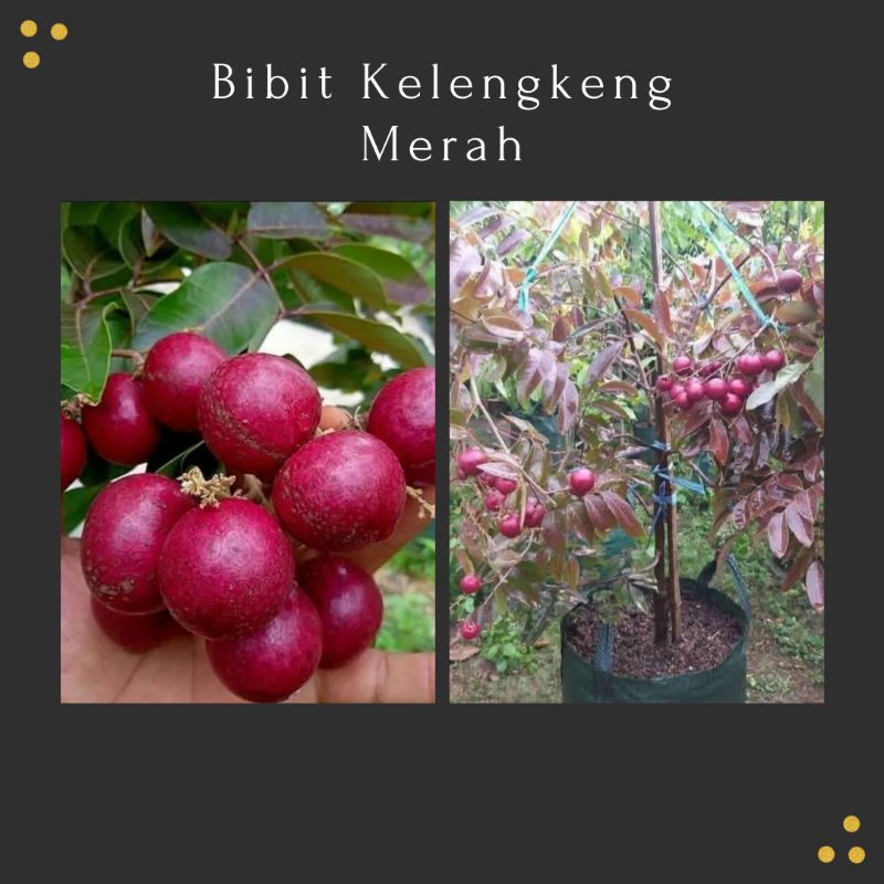 Bibit Kelengkeng Merah, bibit kelengkeng merah super, Bibit Kelengkeng Merah Okulasi Asli 100%