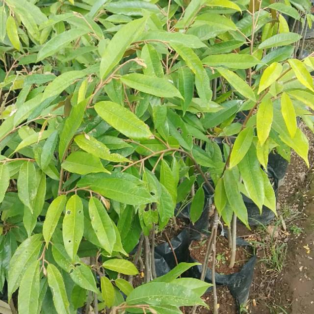 BIBIT TANAMAN DURIAN MONTHONG KAKI 3 ASAl BIBIT TANAMAN HASIL OKULASI