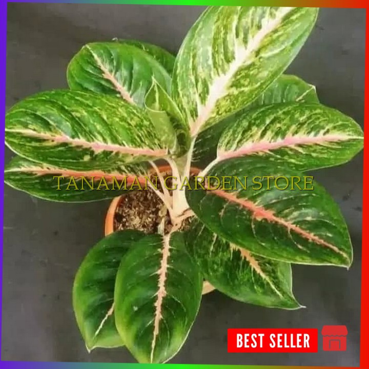 Tanaman hias aglonema big mama/aglonema bigmama