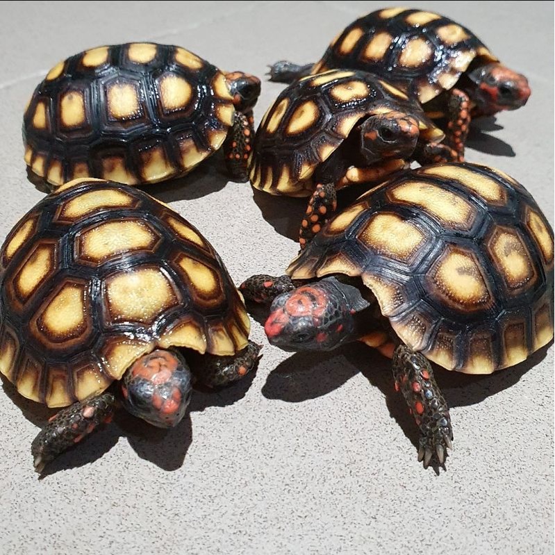 Kura-Kura Darat Cherryhead / Cherry Head Tortoise