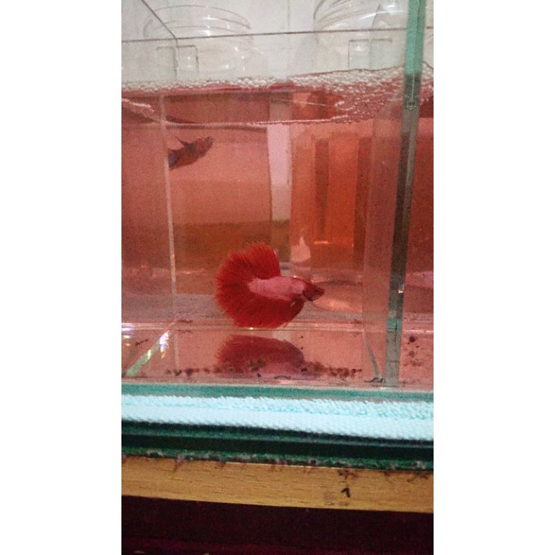 Ikan Cupang Red Dragon