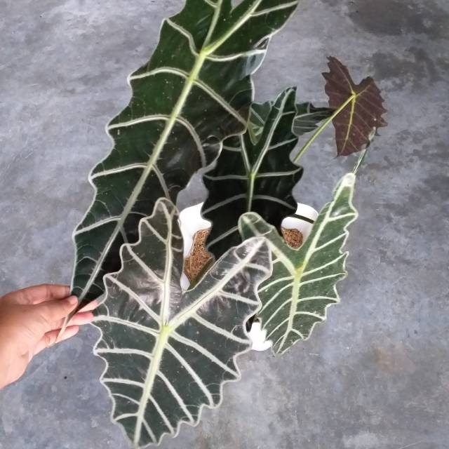 Keladi Amazon Alocasia Amazonica Shopee Indonesia