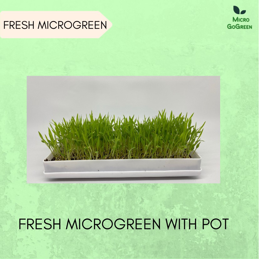 

Fresh Microgreens / Fresh Cut Micro green / Microgreen / Sayur segar