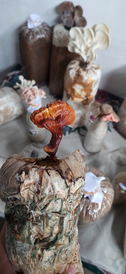 Bibit Tanaman Jeruk Nipis Seedling