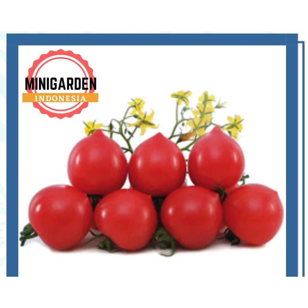 TOMAT MINI JOLLY 5 GRAM PACK BESAR tomat cherry merah f1 known you seed tomato chery ceri