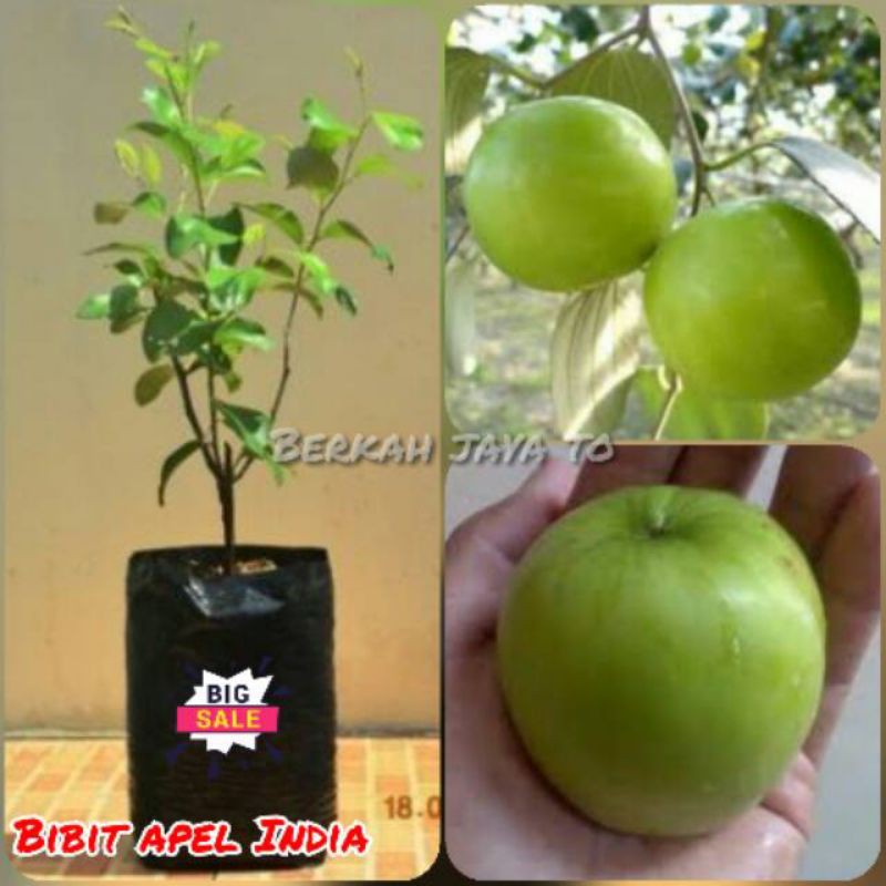 Bibit Buah Apel Futsa || Bibit Buah Apel India || BIBIT SUDAH BERBUAH