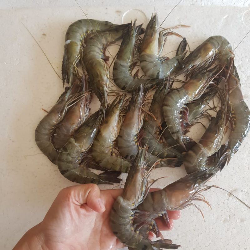 

Udang Pancet km (pp) segar