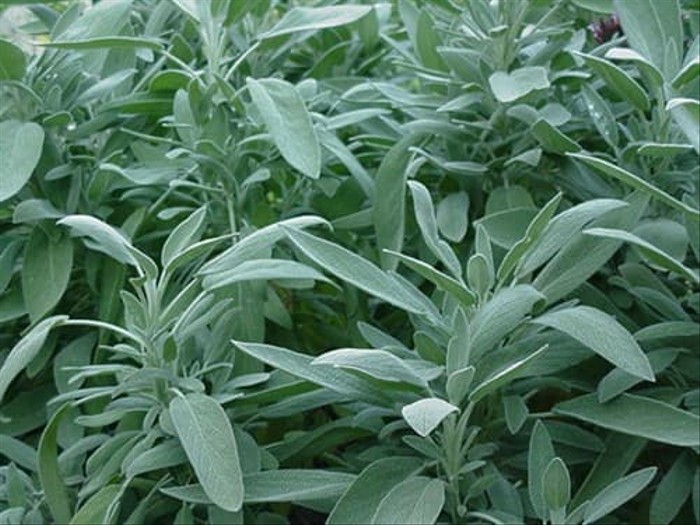 Haira Seed Bibit-BIji Sage Broadleaf