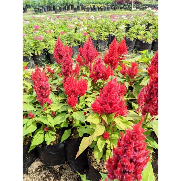 Tanaman hias celosia merah