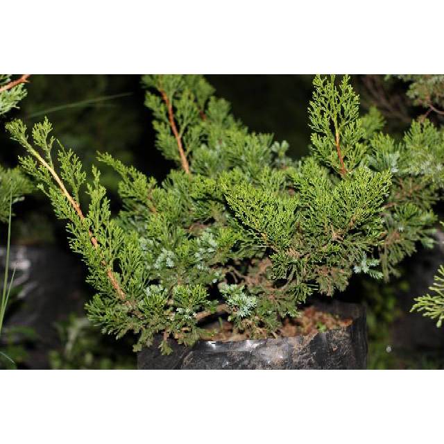 TANAMAN BONSAI POHON CEMARA  BAHAN BONSAI BIBIT BONSAI BENIH TANAMAN HIAS BUNGA TAMAN