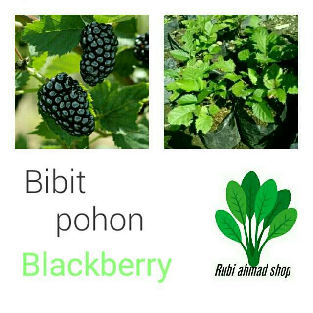 Bibit tanaman buah blackberry/pohon blackberry