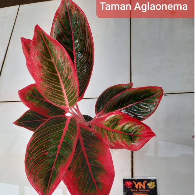 Aglaonema Lipstik Khanza agllounema kanza cantik kwalitas import
