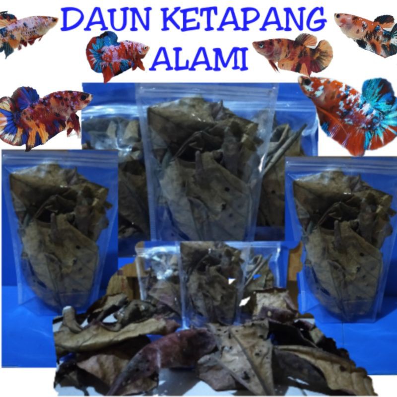 

DAUN KETAPANG ALAMI SIAP PAKAI ISI 10 LEMBAR