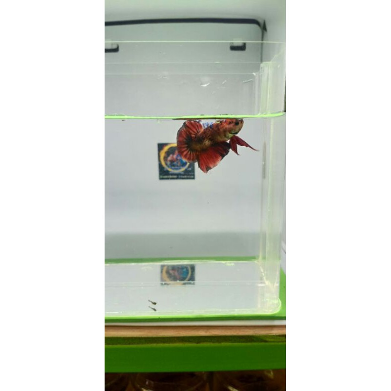 

ikan cupang red koi galaxsy