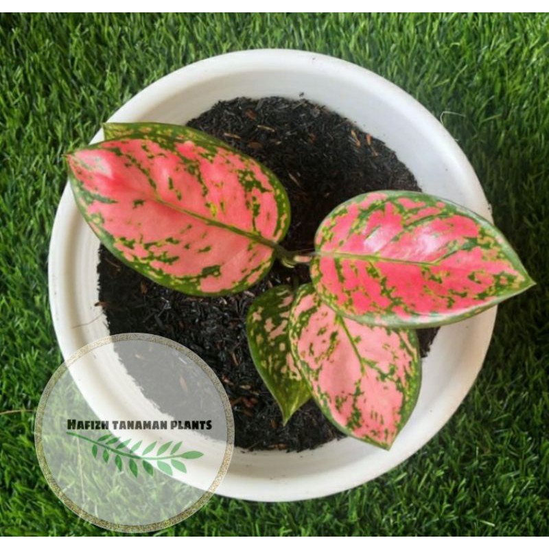 Tanaman Hias Aglonema Ruby Super Pink - aglonema Ruby Super Pink Tanaman Hidup-,Bunga Hidup Murah Bu