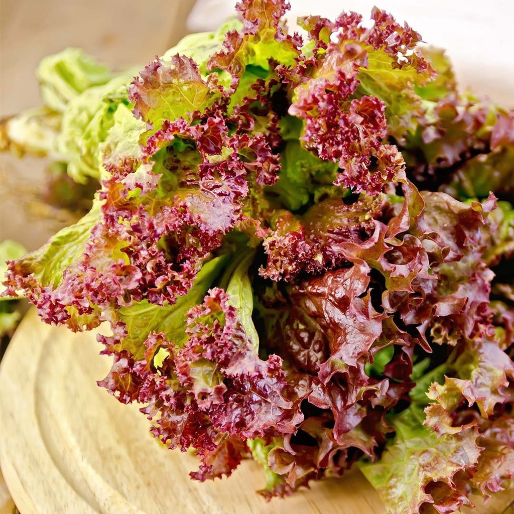 Benih Bibit Biji - Lettuce Red Rapid Selada Keriting Merah Seeds - Panen Dalam 35 Hari