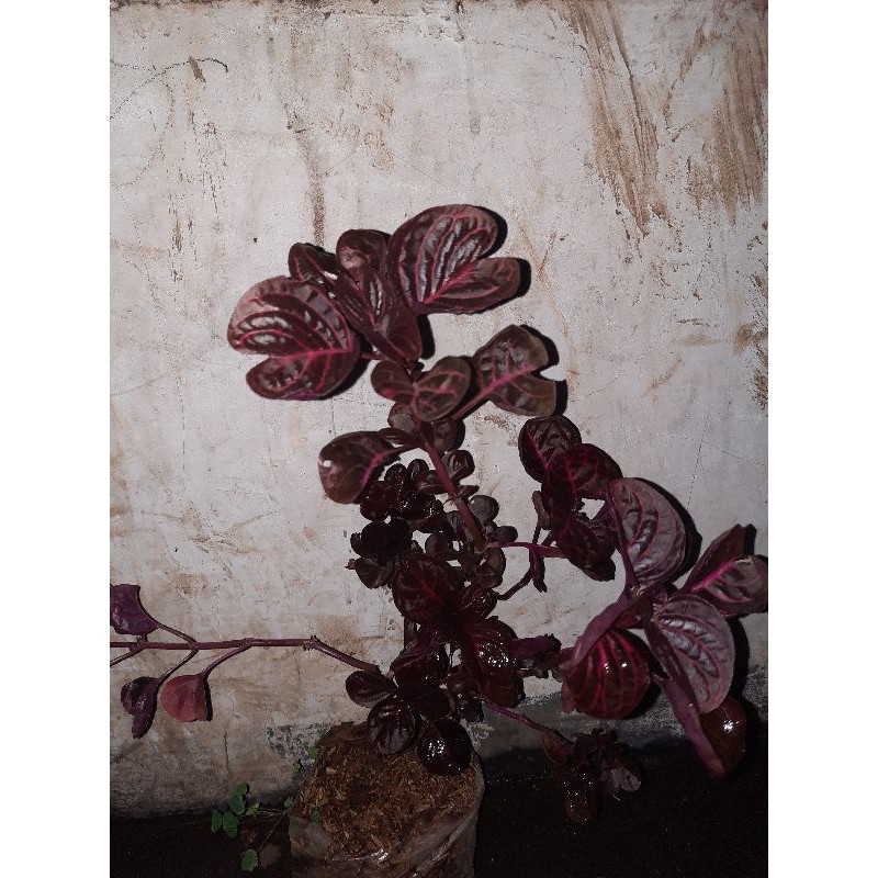 TANAMAN HIAS/BUNGA HIAS/BAYAM MERAH