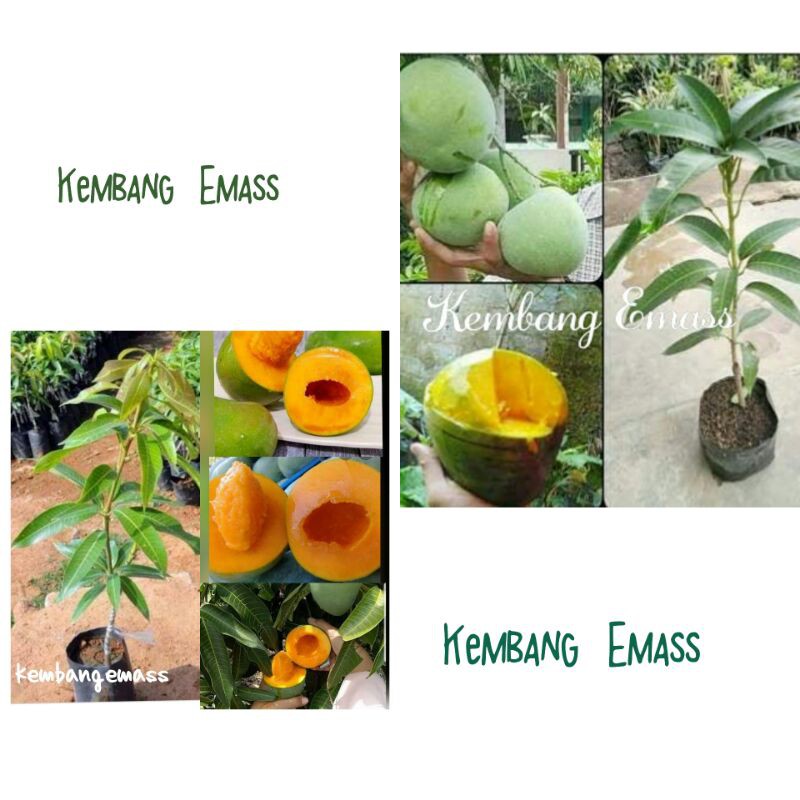 Paket Bibit Tanaman Buah Mangga