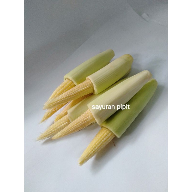 

putren / baby corn / jagung muda