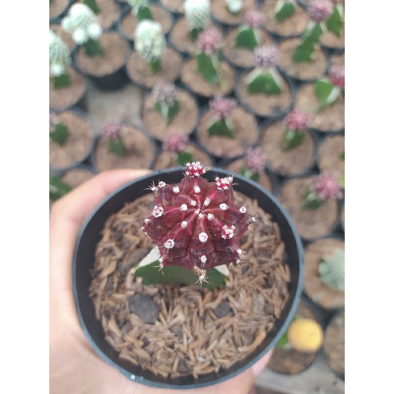 Gymno Super Red Korea Grafting