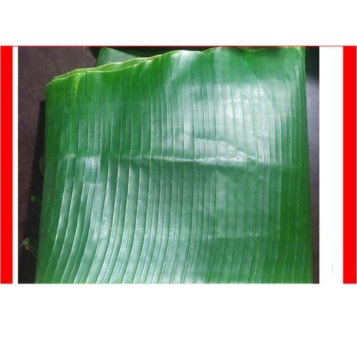 

Daun Pisang (1 Lipat) | Pasar Induk Pekanbaru #Harga_Grosir