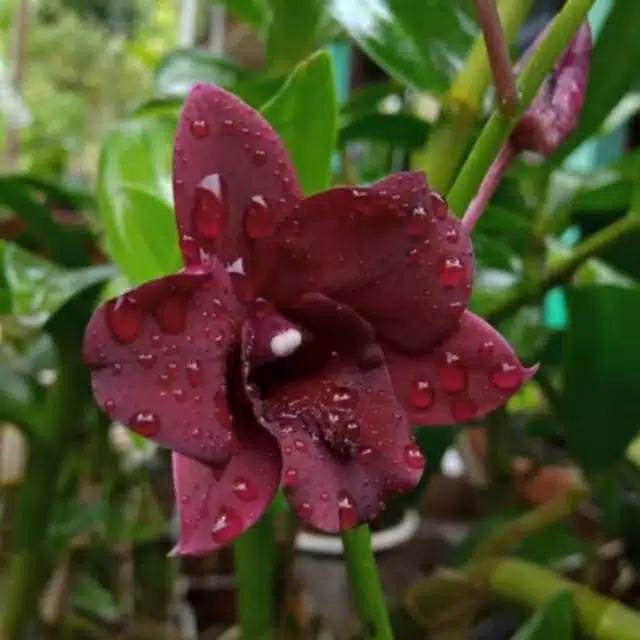 Tanaman hias anggrek dendrobium bunga merah marun - bunga anggrek