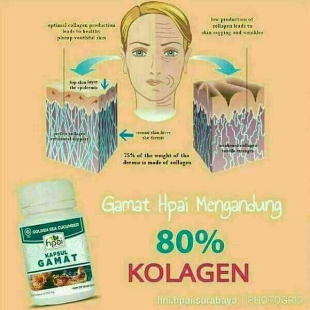 Gamat teripang emas