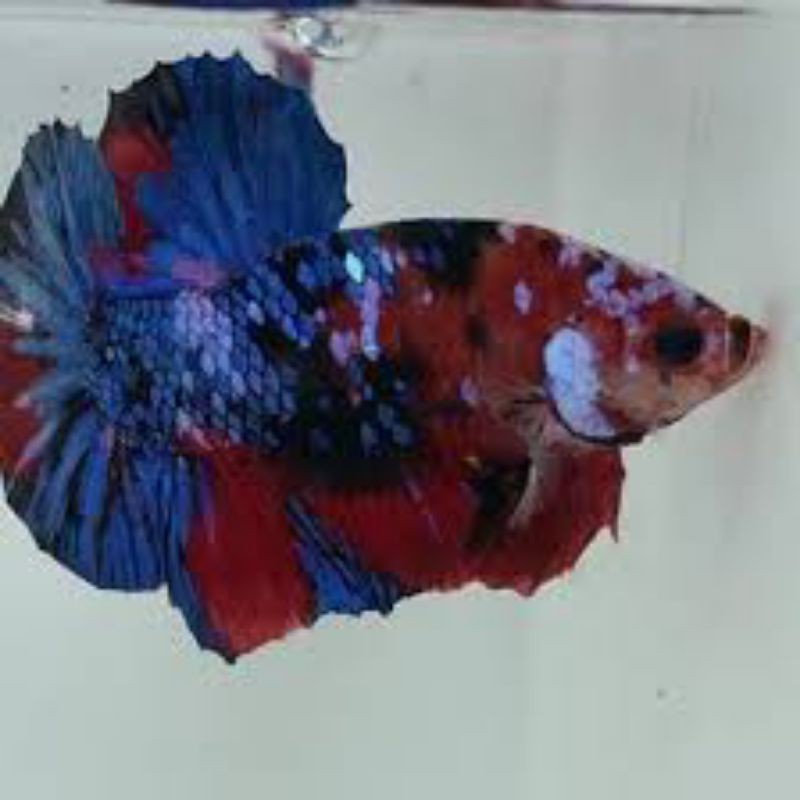 Ikan Hias Cupang Jenis Koii