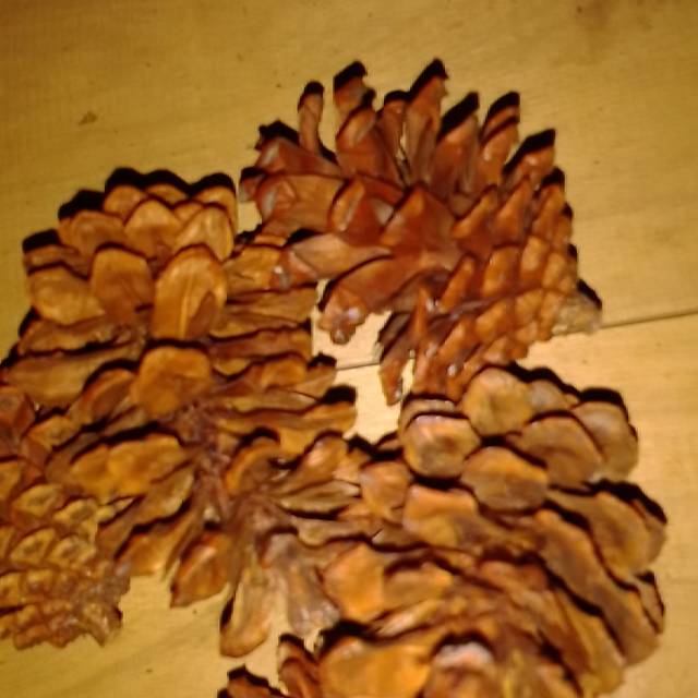 Bunga pinus kering/pinus/bunga pinus
