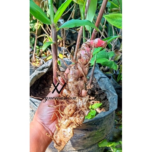 

Herbal Bibit Lempuyang Wulung Langka (250gram / Siap Tanam)