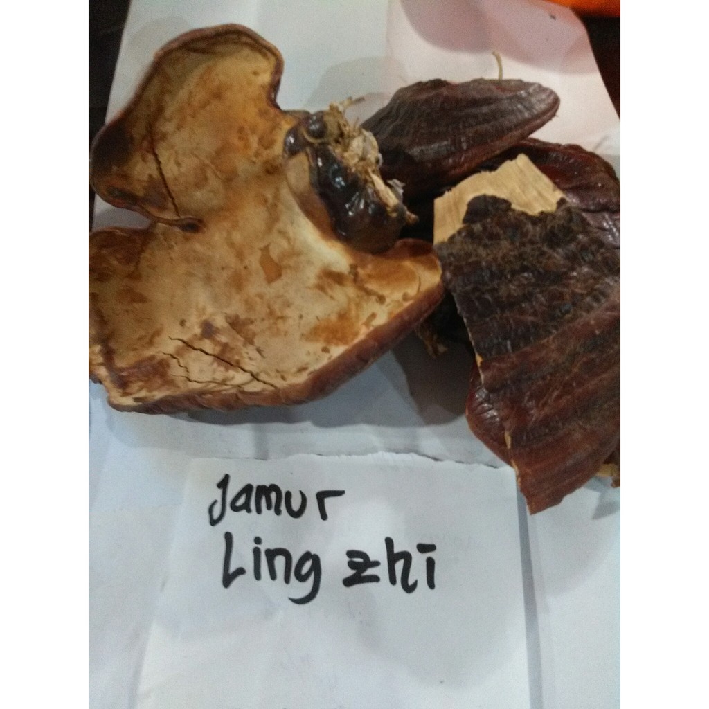 

jamur lingzhi kering asli 100gram