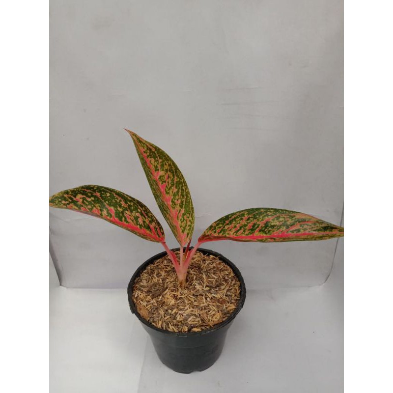 tanaman hias - aglonema tiara