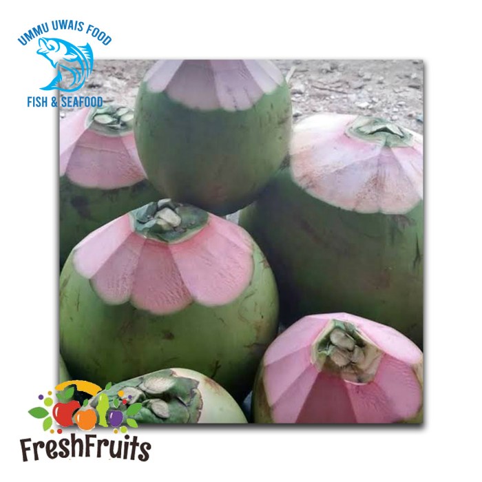 

Kelapa Ijo bisa buat Obat - 1 Buah