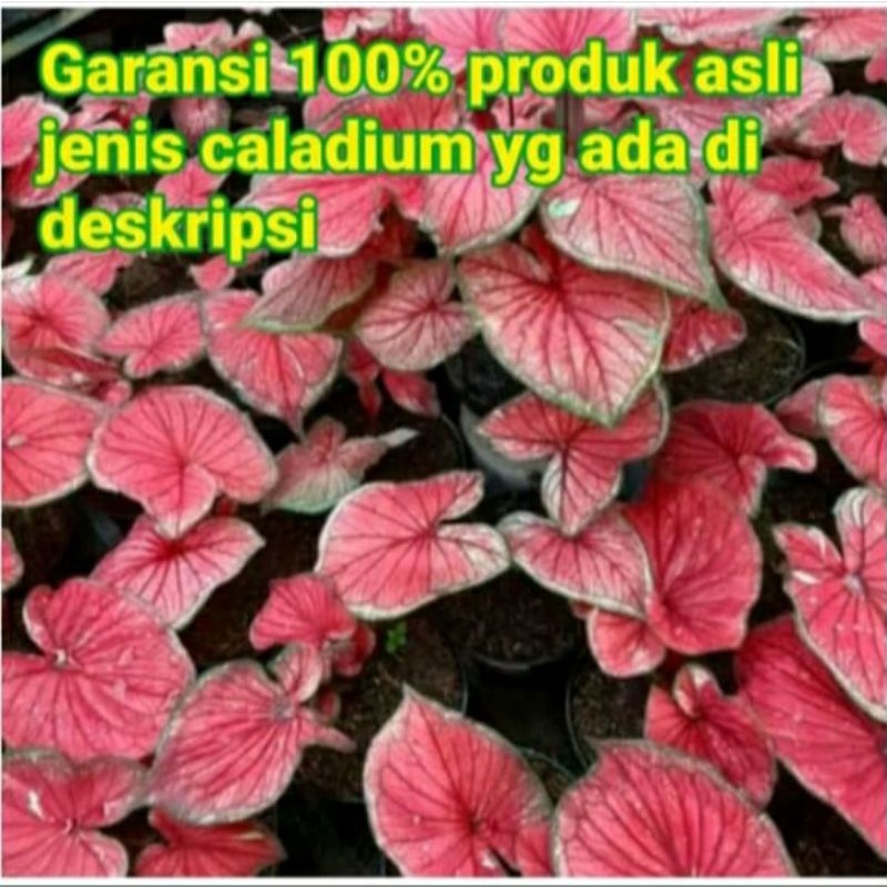 caladium red jaguar