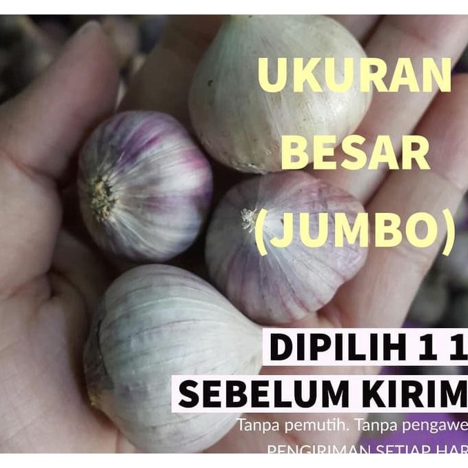 

Bawang Putih Tunggal 1kg / Bawang Lanang 1 kg/ Bawang Tunggal Sedang-Besar