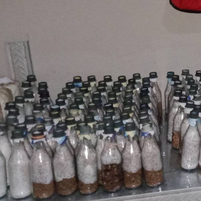 Bibit Jamur Tiram. Variant jamur tiram putih. Kemasan botoll dan plastik.