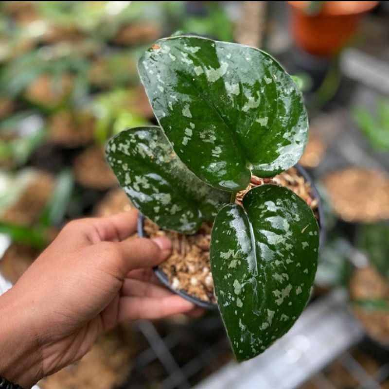 tanaman hias scindapsus pictus agryraeus - scindapsus pictus argyraeus