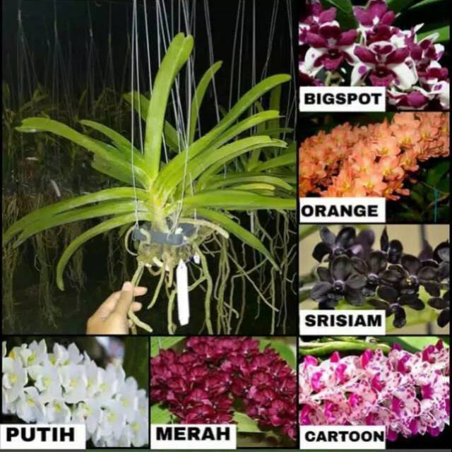 Anggrek Rhy Gigantea Dewasa