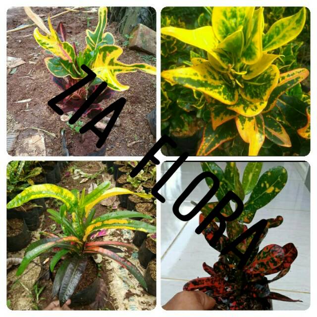 tanaman hias paketan pohon puring 4jenis