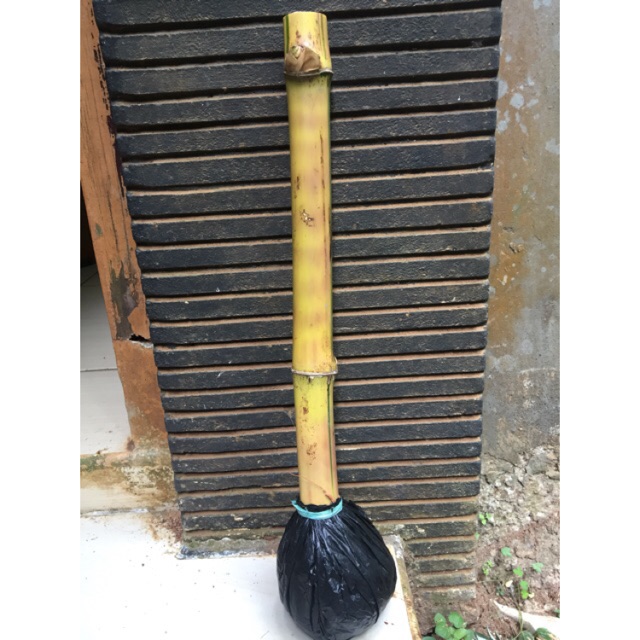 Stek bambu kuning asli