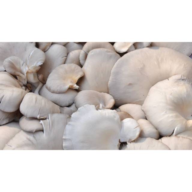 

Jamur Tiram 1000 Gram. Jamur 1kg