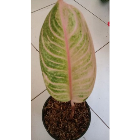 aglonema MOONLIGHT baby